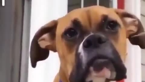 Hilarious dog funny video