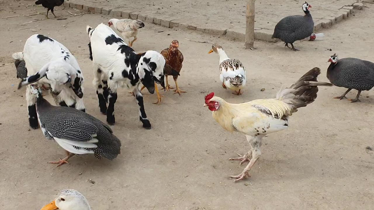 Chickens and Goats