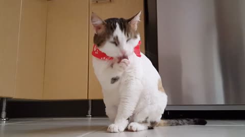 Funny cat doing exercise