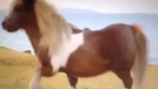 A collection of humorous videos13