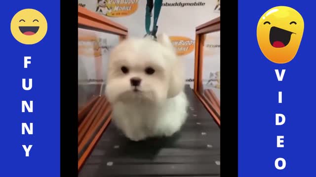 Funniest & Cutest Labrador Puppies #1 – Funny Puppy Video 2021