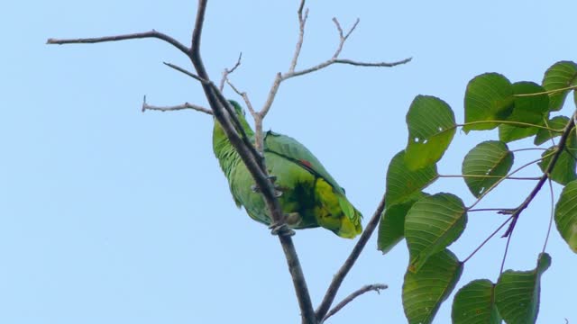 #Low Angle View# of Green Bird Perched on Tree Branch