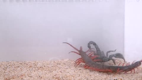 Giant Scolopendra VS Forest Scorpion - BRUTAL FIGHT of INSECTS