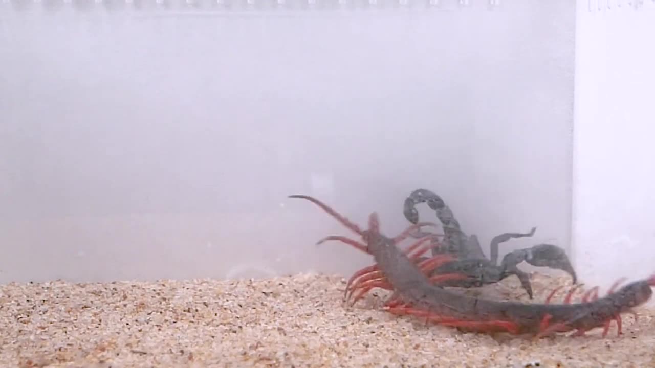 Giant Scolopendra VS Forest Scorpion - BRUTAL FIGHT of INSECTS