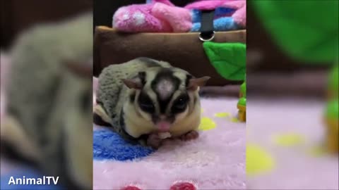 SUGAR GLIDERS Flying - Funny & Cute Compilation
