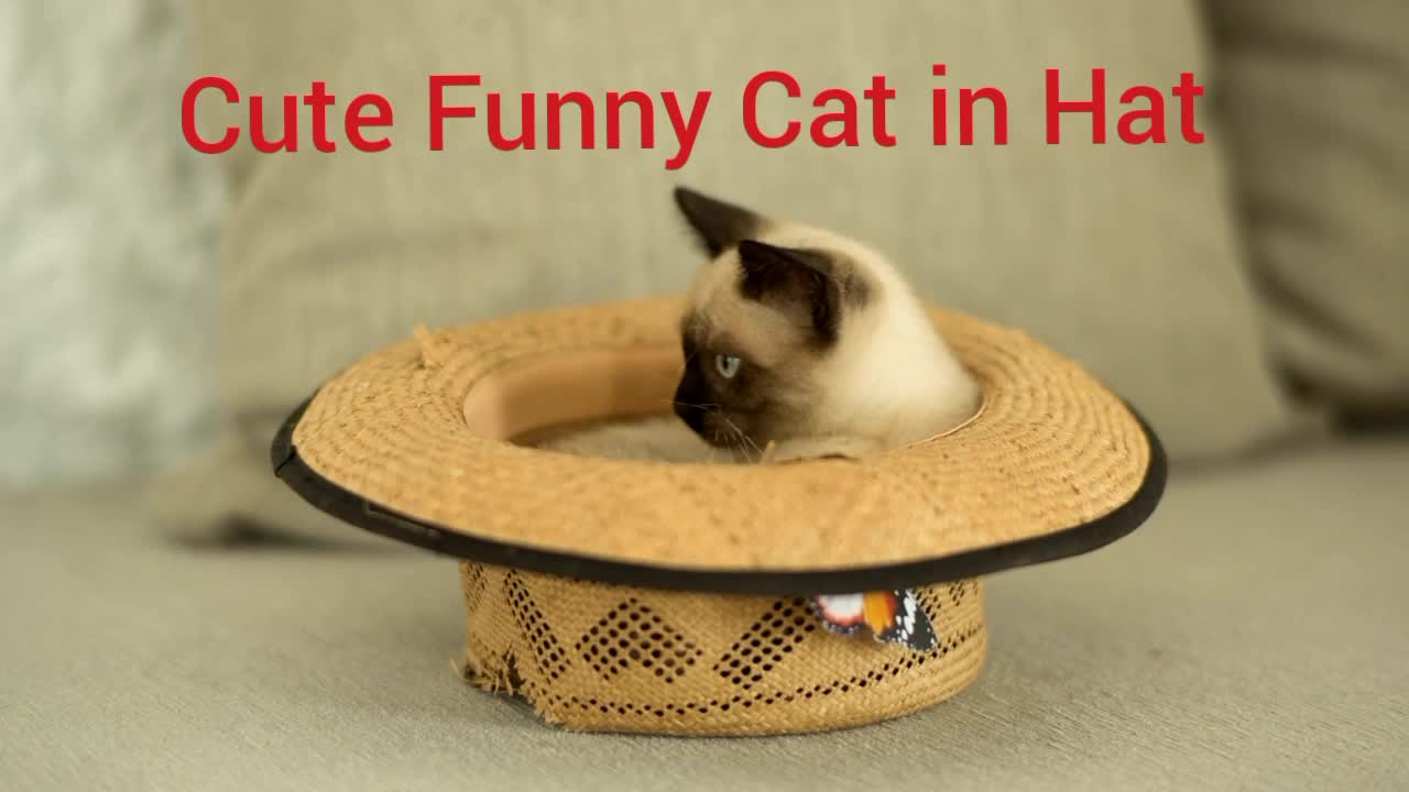 Funny Cute Cat #mayafunnyvideo