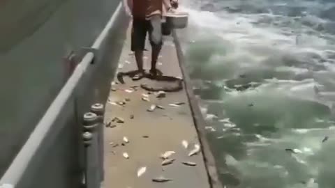 This is a beautiful and charming water-dwelling species