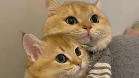 cute kitten