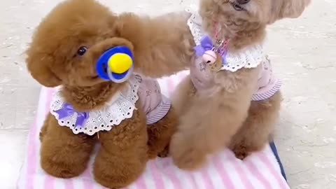 lovely dog