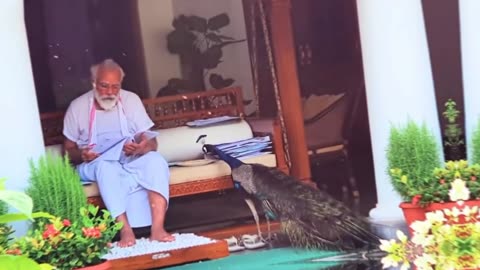 Precious Moments: PM Modi Feeding Peacocks At His Residence