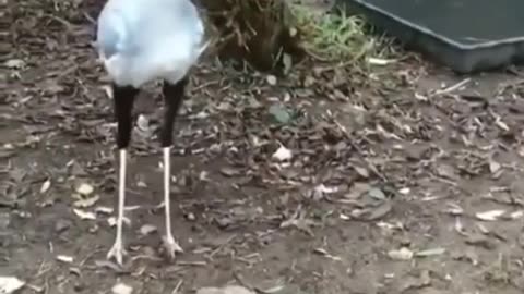 Secretary Bird Loves to Stomp on Snakes #shorts #viral #shortsvideo#video