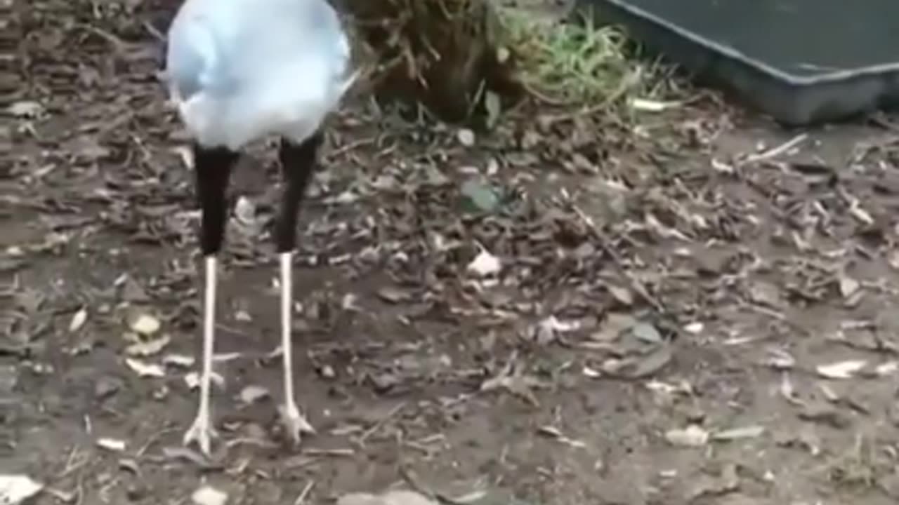 Secretary Bird Loves to Stomp on Snakes #shorts #viral #shortsvideo#video
