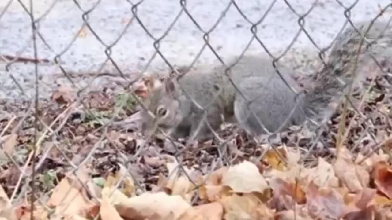 I Can't Find My NUTS