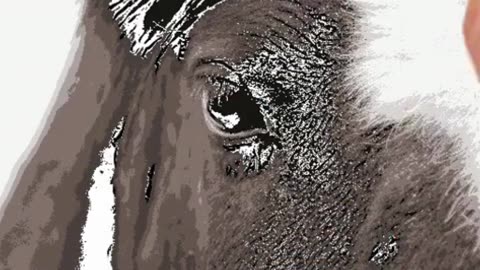 How to draw a horse