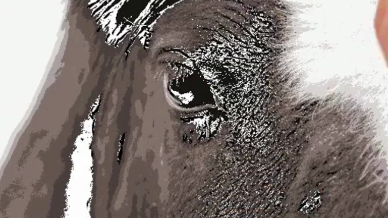 How to draw a horse