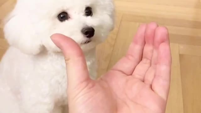 군견아라쓰🐩오디션영상#킴미소 #이아라 #틱톡 #tiktok #반려동물 #dogchallenge #마이펫 #댕댕이@펫을부탁해#주간베스트 #스타펫오디션