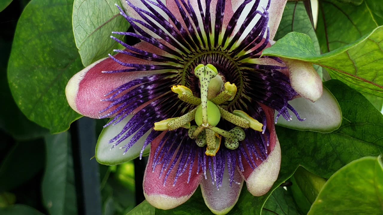 Blue Crown Passionflower