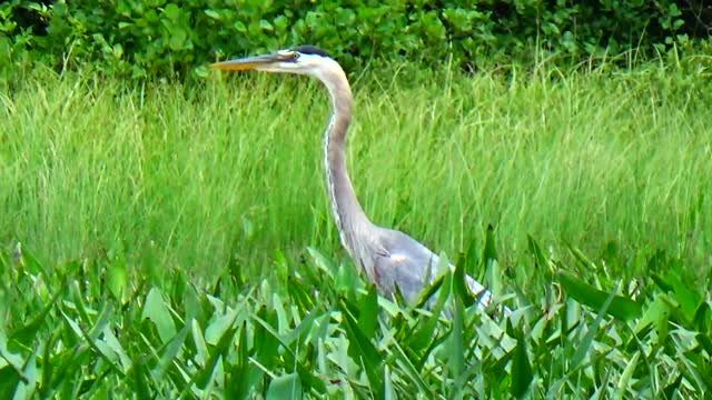 Great Blue Heron