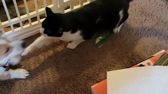 Cat defending his catnip stash.