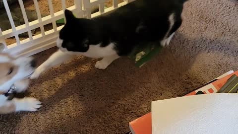 Cat defending his catnip stash.