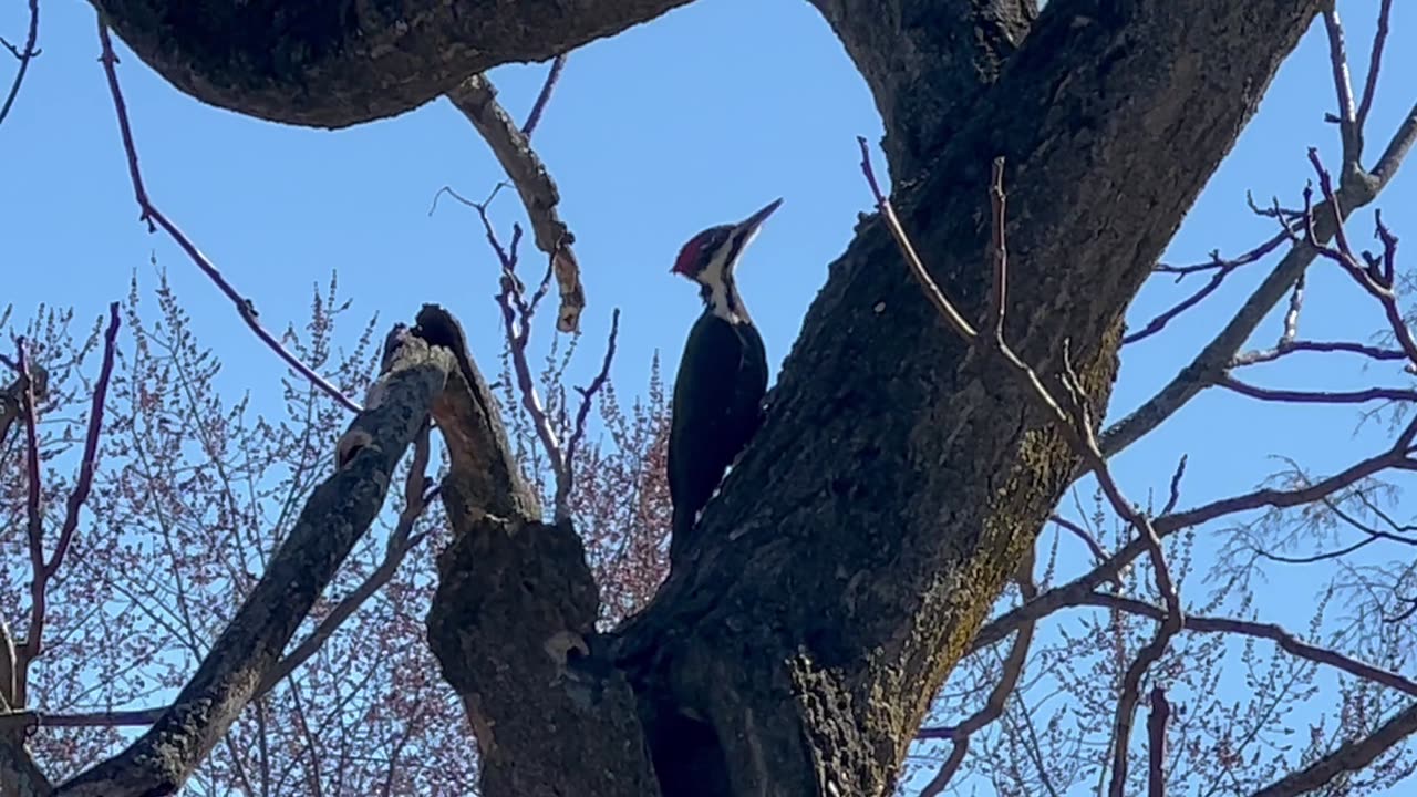 Pileated Woodpecker. MIA for close to 2 years!