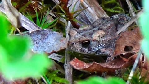 Toad