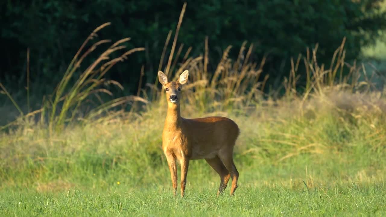 Animal Roe Deer Nature Wild Hirsch Forest