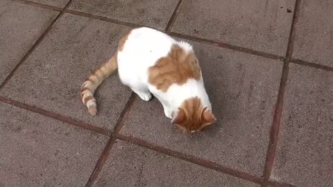 Cat gets high on catnip