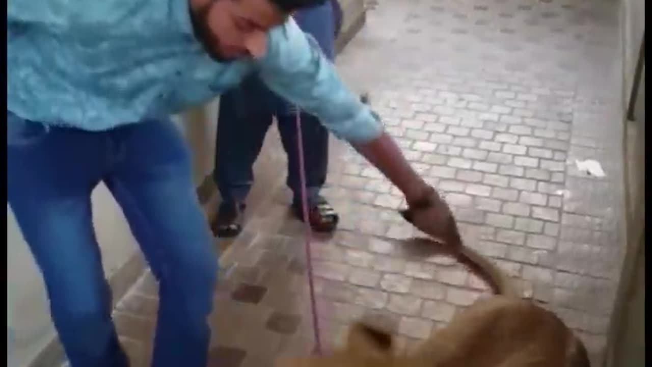 A lion attack on men #OMG#ANIMALS#LION