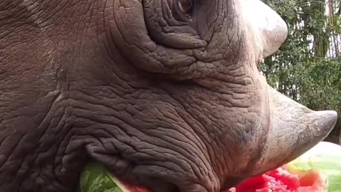 See How a Rhino eat a watermelon !