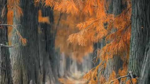 The autumn rain is