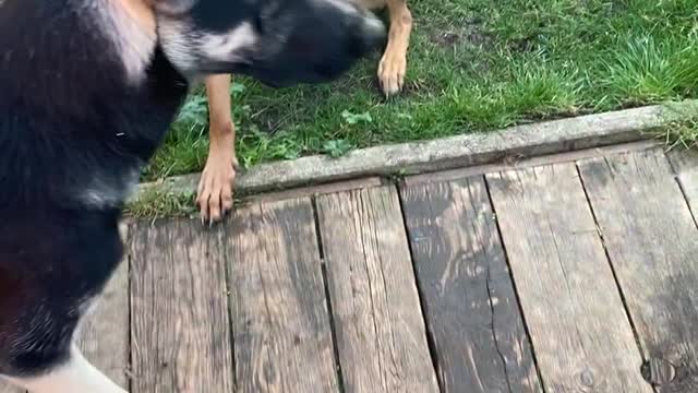 Dog Gets Stuck in Toy and Doesn't Want Help