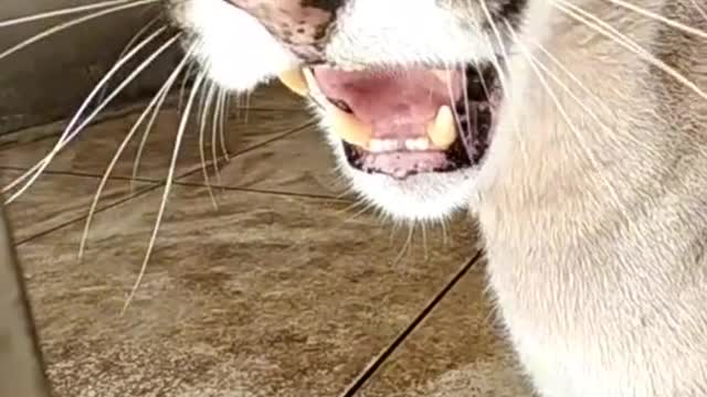 Leopard Roaring at Owner