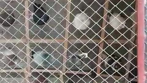 Racing pigeons