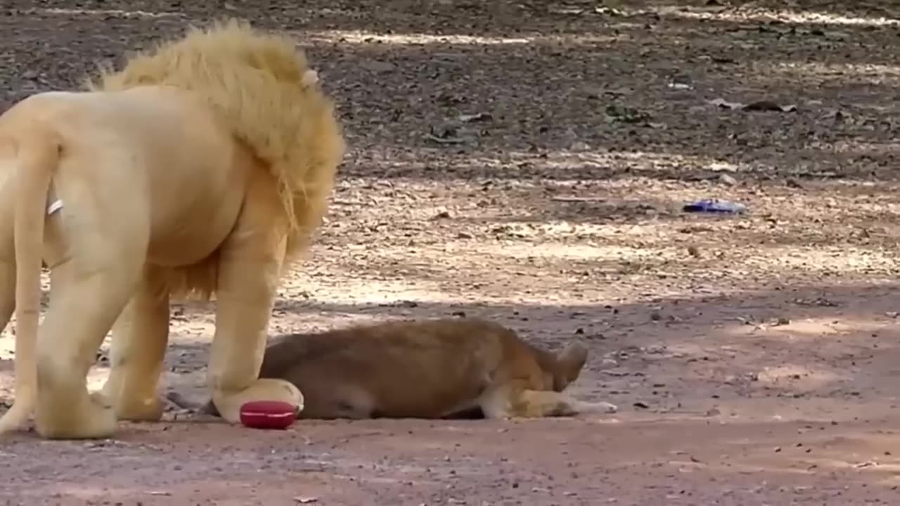 Troll Prank Dog Funny & fake Lion and Fake Tiger