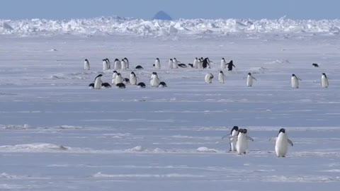 Penguins are fishing in the sea