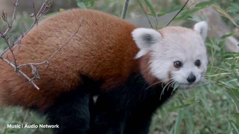 CUTE😍🤗 RED PANDA 🐾🐻