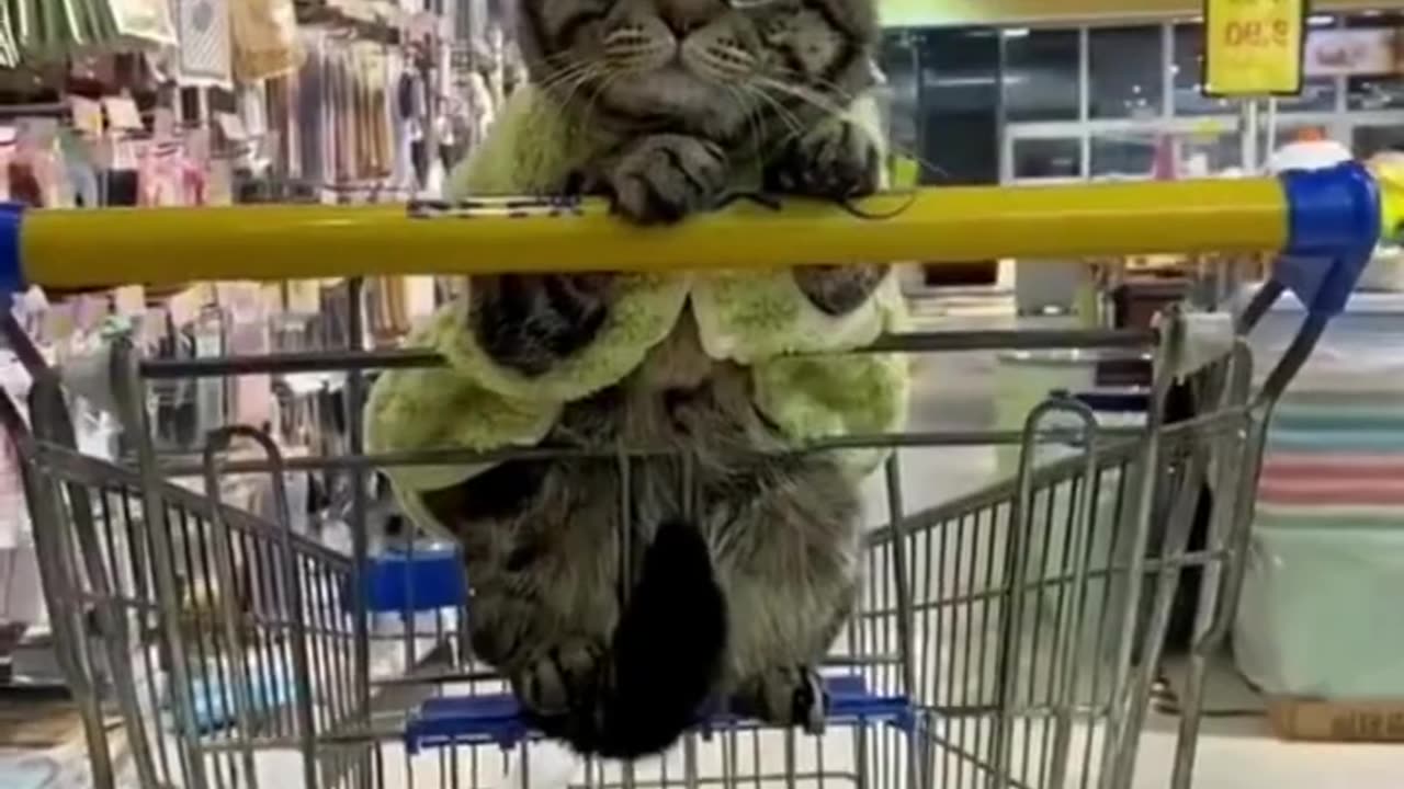 Another Funny Animal Video