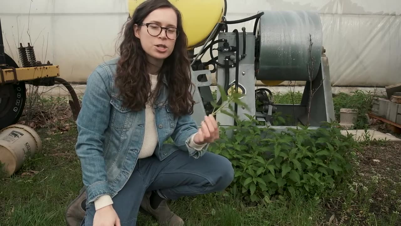 Identify, harvest, and prepare stinging nettle