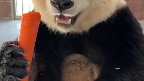 Panda eats food🐼🍎🥕