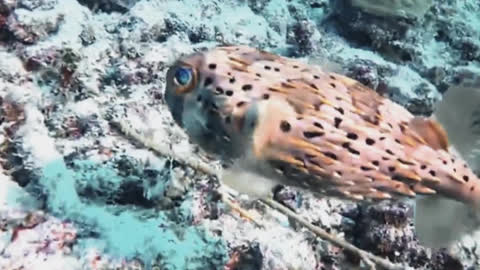 Marmot Maybe Throw Sour Conch