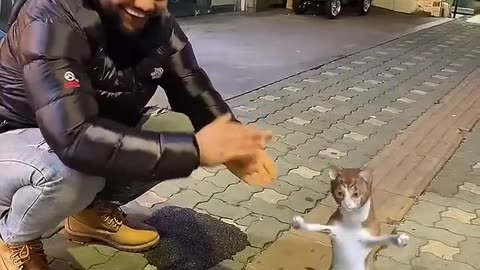 Cat 🐈🐈 dance