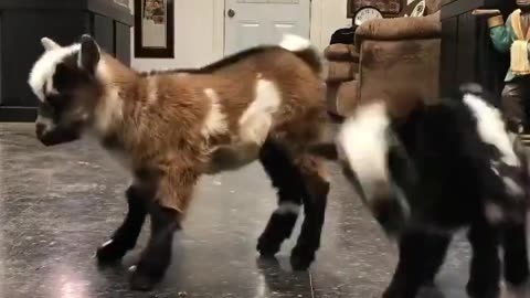 Baby Goats