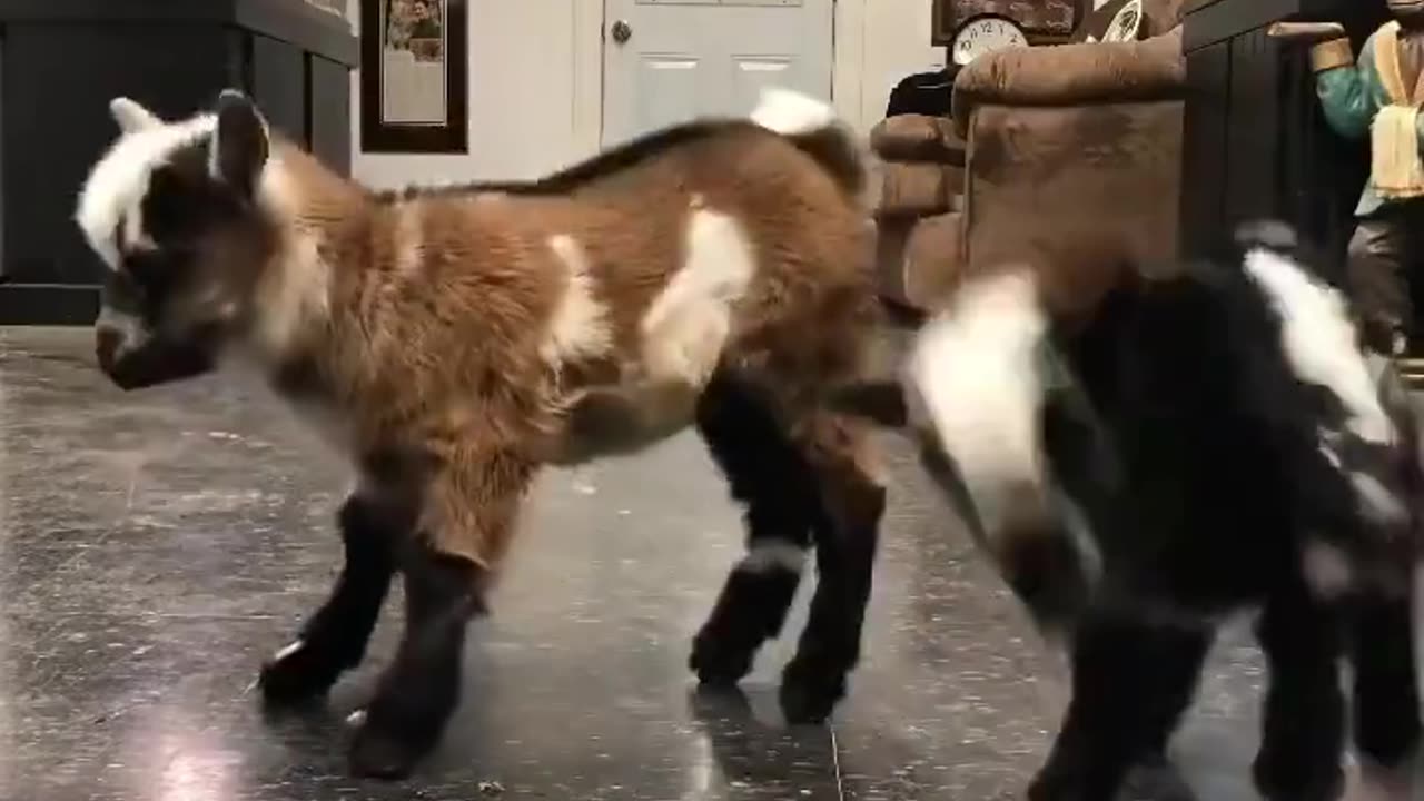 Baby Goats