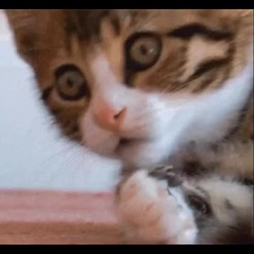 Finger Lakes | [Hunter Biden] | “The Truth Will Shock The World”-Q