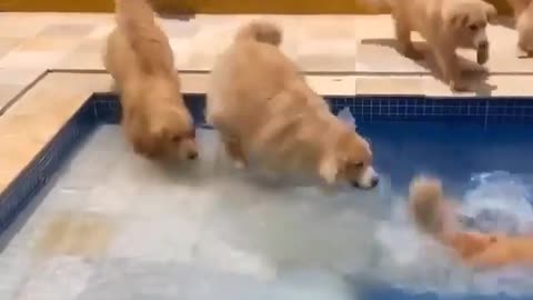 Puppy Pool