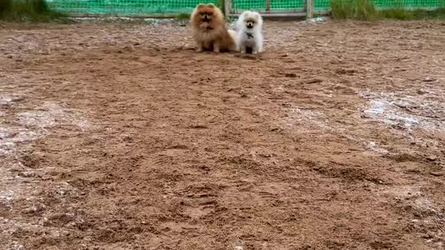 This father and puppy are learning to train with their master