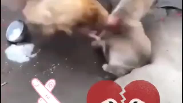 DOG VS CHICKEN FIGHT