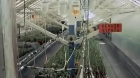 Do Plants Have The Ability To Think?