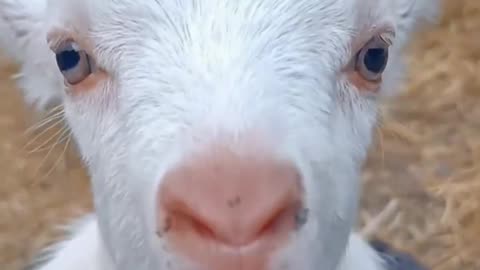 Cute goat